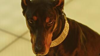 军检察官多伯曼犬 第一季,忠诚守护，正义之战