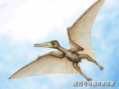 喙与脑：使用工具的鸟类,揭秘使用工具的鸟类奥秘