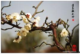 犹有花枝俏,犹有花枝俏，绽放生命之美